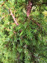 Oligotrophus juniperinus