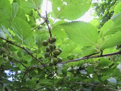Stachyurus praecox