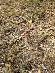 Streptanthus barbatus