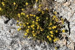 Ivesia lycopodioides