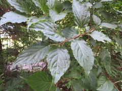 Stachyurus praecox