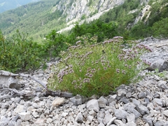 Drypis spinosa