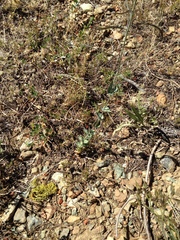 Streptanthus barbatus