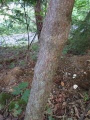 Stachyurus praecox