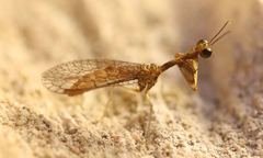 Leptomantispa pulchella