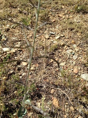 Streptanthus barbatus