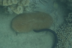 Ctenactis echinata