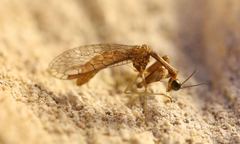 Leptomantispa pulchella