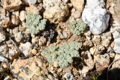 Oreonana clementis