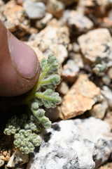 Oreonana clementis