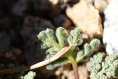 Oreonana clementis