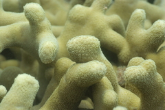Porites attenuata