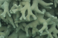 Porites attenuata