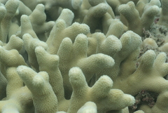 Porites attenuata