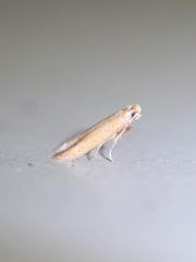 Tischeria quercitella