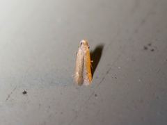 Tischeria quercitella