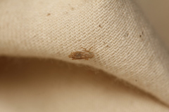 Latalus