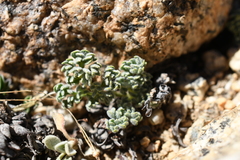 Oreonana clementis