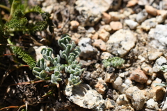 Oreonana clementis