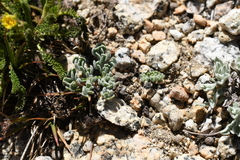 Oreonana clementis