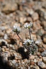 Draba breweri