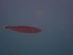 Halichoeres californicus