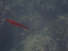 Halichoeres californicus