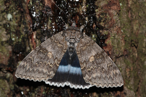 Blue Underwing