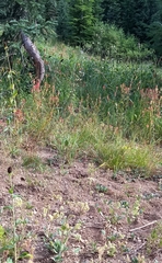Phacelia mutabilis