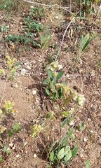 Phacelia mutabilis