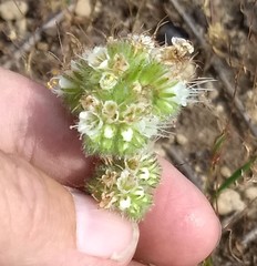 Phacelia mutabilis