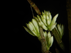 Dendrobium capituliflorum