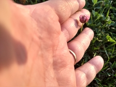 Trifolium fragiferum