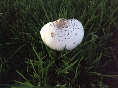 Chlorophyllum molybdites