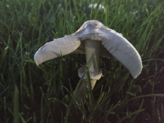 Chlorophyllum molybdites