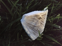 Chlorophyllum molybdites