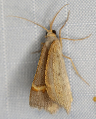 Macaria guenearia