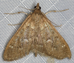 Mecyna mustelinalis