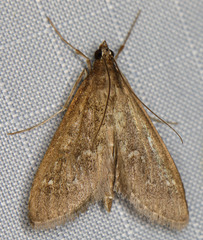 Mecyna mustelinalis