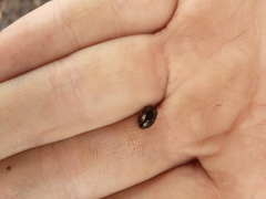 Platambus maculatus
