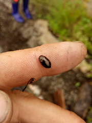 Platambus maculatus