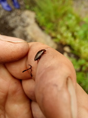 Platambus maculatus