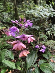 Calanthe masuca