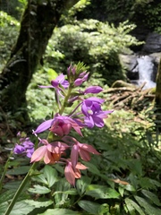 Calanthe masuca
