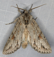 Andropolia diversilineata