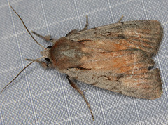 Setagrotis pallidicollis