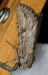 Andropolia diversilineata