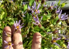 Eucephalus ledophyllus