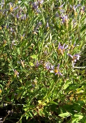 Eucephalus ledophyllus