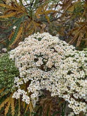 Lyonothamnus floribundus